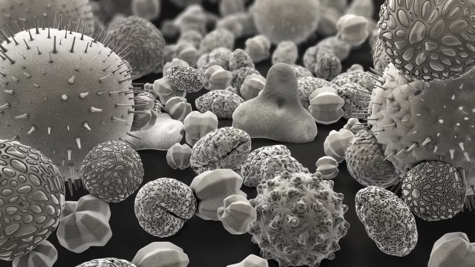 3D illustration of different pollen