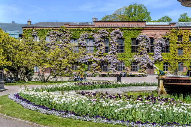 The Palaestra building covered in and surrounded by spring flowers